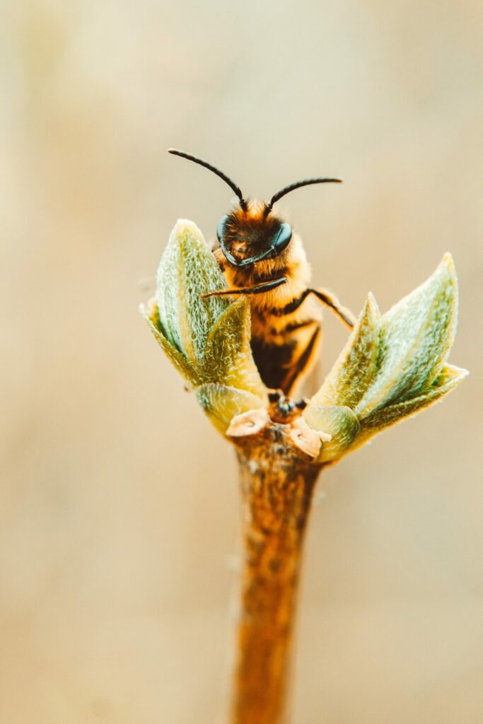 Abeille
