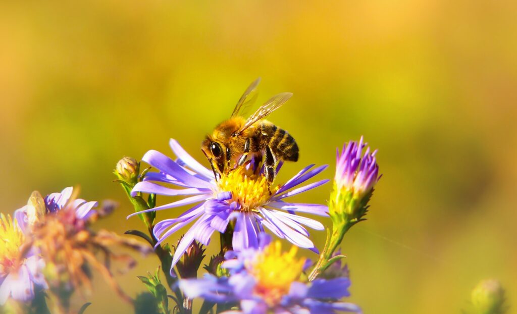 abeille