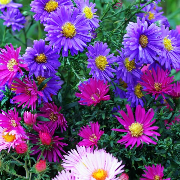 Fleurs coupées : Aster