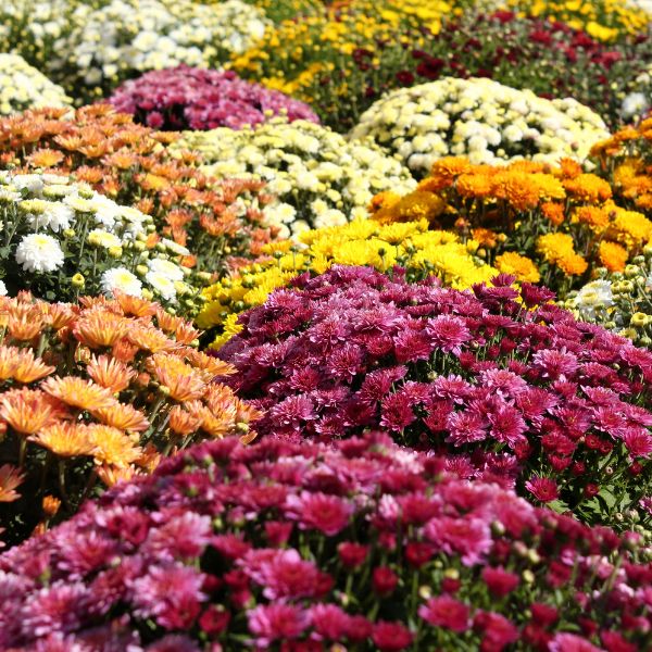 Fleurs coupées : Chrysanthème