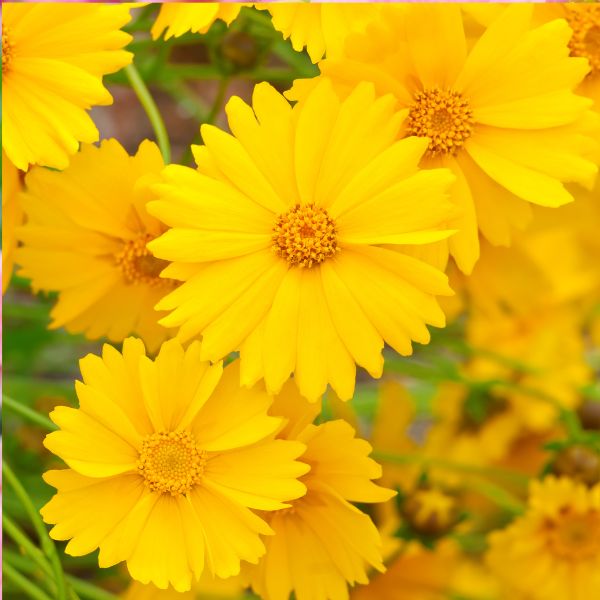 Fleurs coupées : Coreopsis