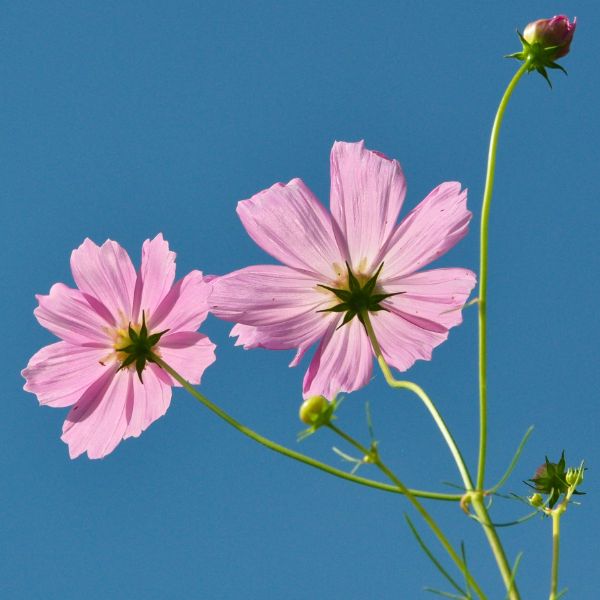 Fleurs coupées : cosmos