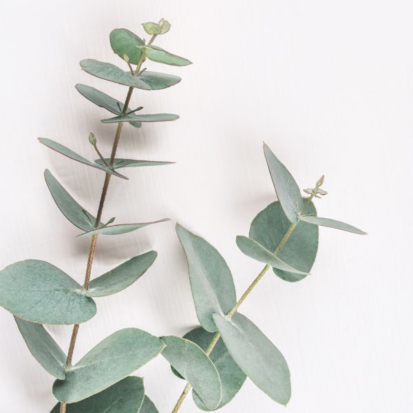 Fleurs coupées : Eucalyptus