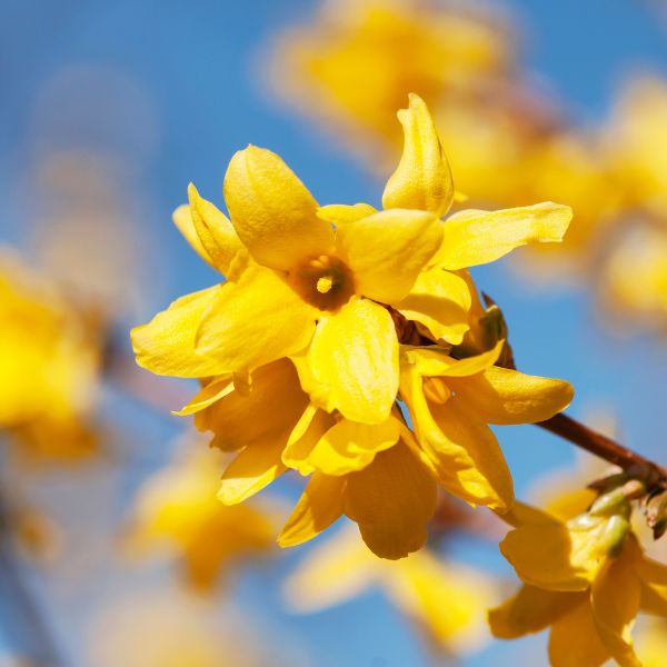 Fleurs coupées : Forsythia