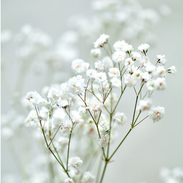 Fleurs coupées : Gypsophile