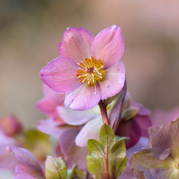 Fleurs coupées : Hellébore