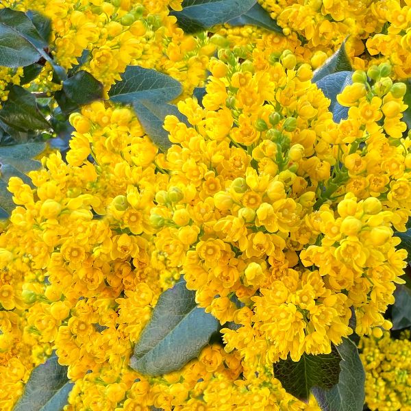 Fleurs coupées : Mahonia