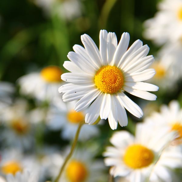 Fleurs coupées : Marguerite