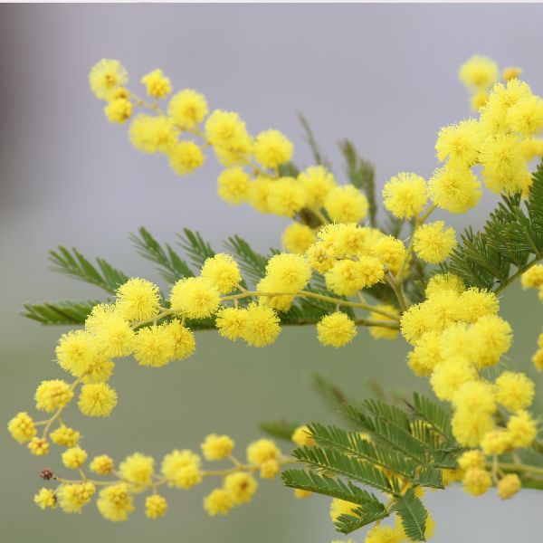 Fleurs coupées : Mimosa