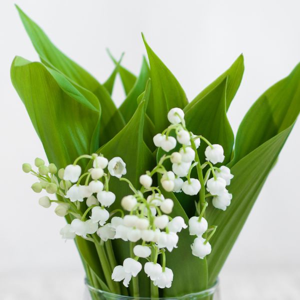 Fleurs de saison : Muguet