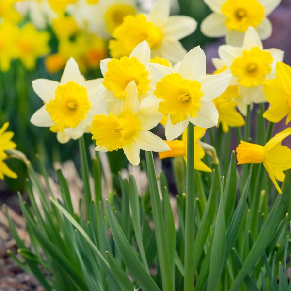 Fleurs coupées : Narcisse