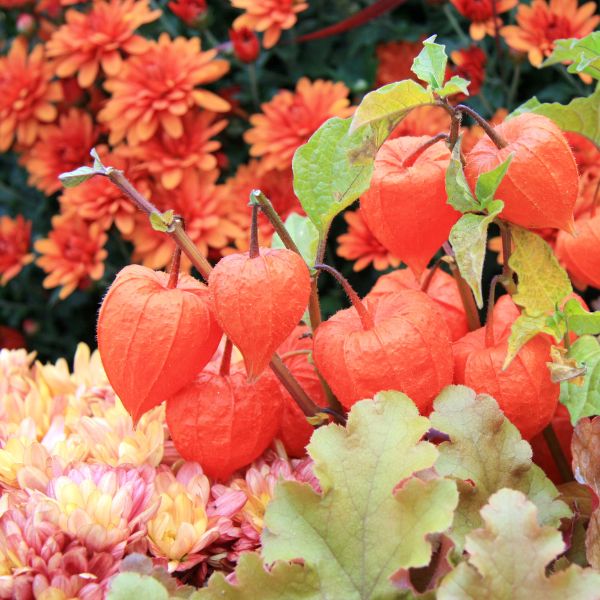 Fleurs coupées : Physalis