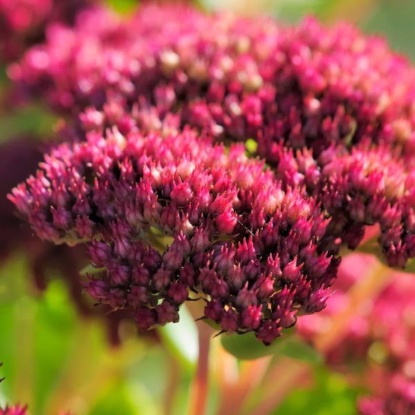 Fleurs coupées : Sedum