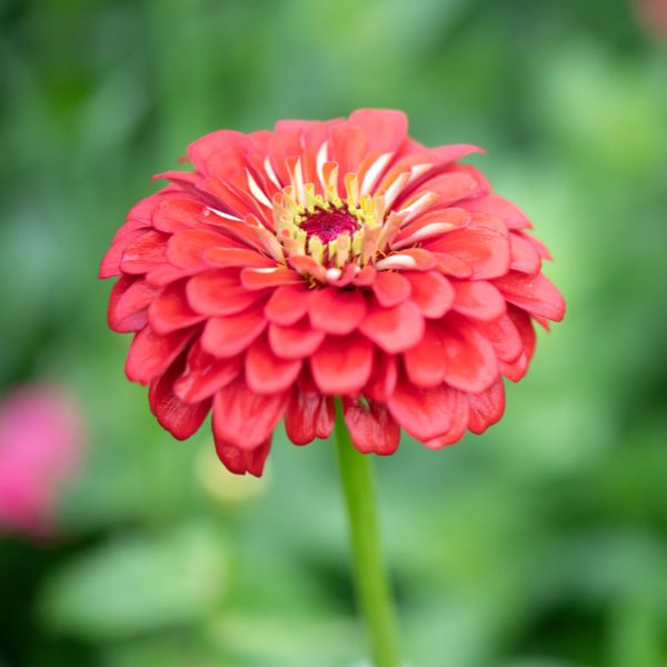 Fleurs coupées : Zinnia