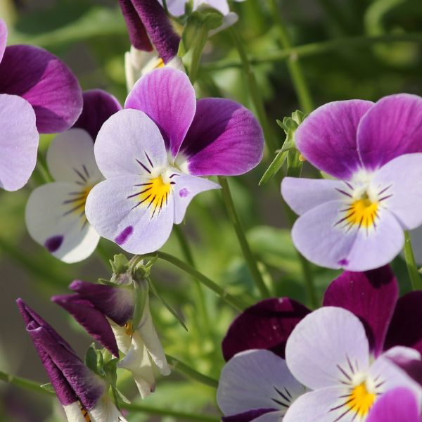 Fleurs coupées : Violette