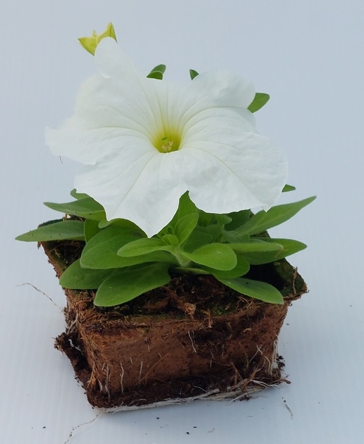 Gestes pour planter un rosier en racines nues.