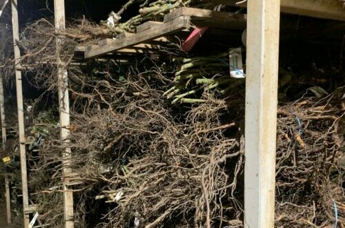 Jeune fille en train de planter un arbre