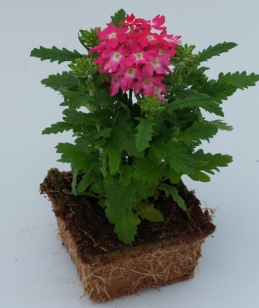 Homme et fille jardinant