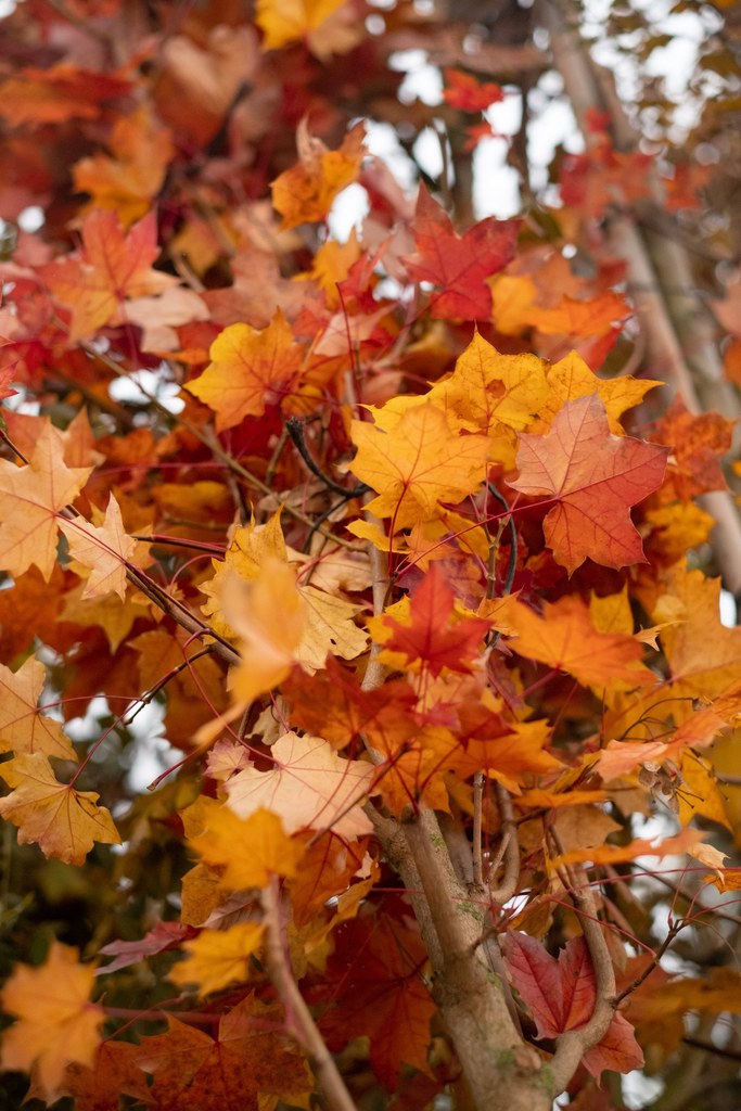 feuillage d'automne