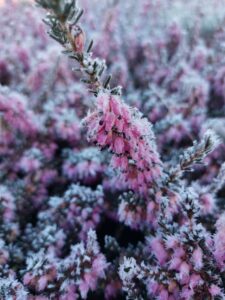 saison hiver