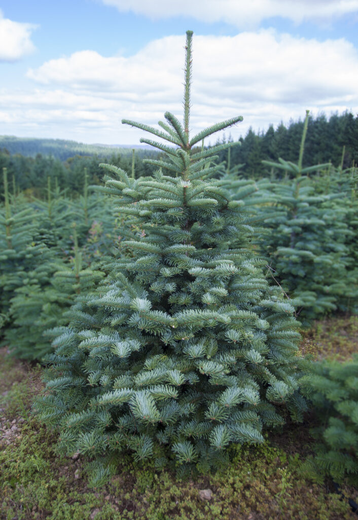 Abies nobilis_Sapin noble