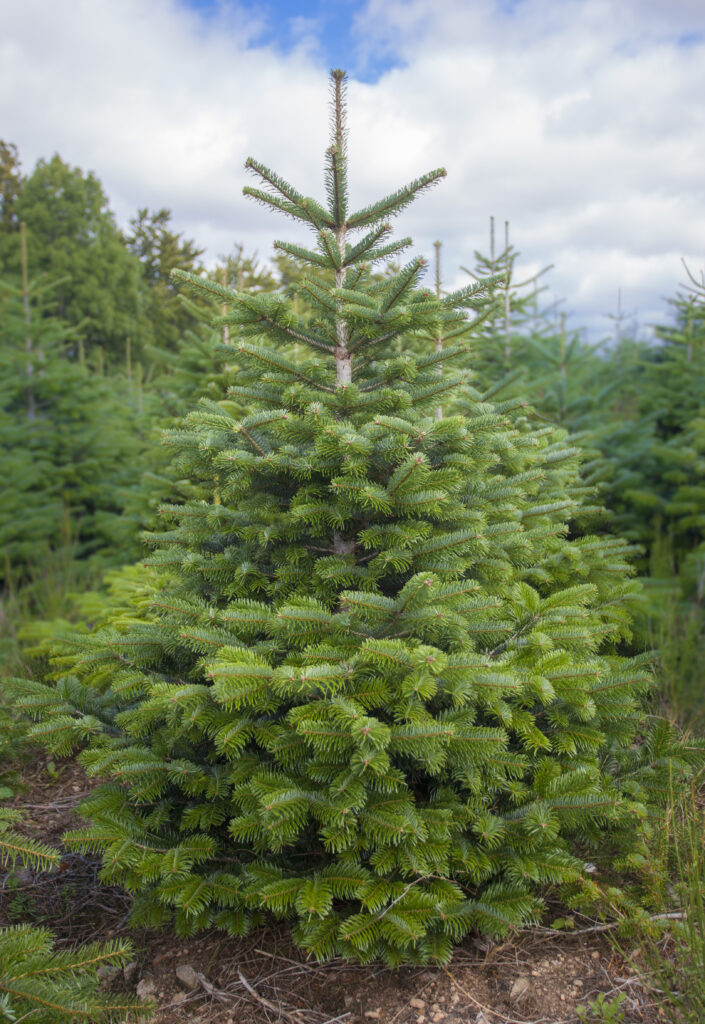 Abies nordmaniana Sapin de Nordmann-