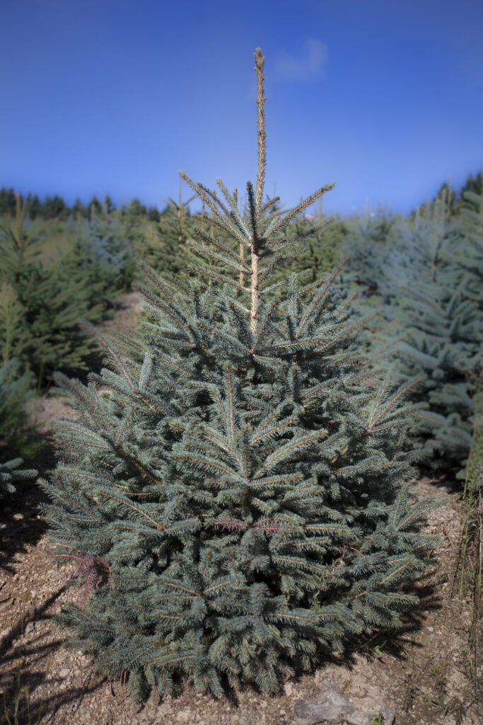Picea-pungens-glauca-Epicea-du-Colorado-